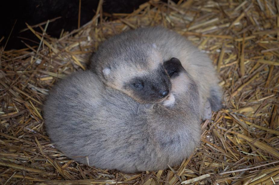 stažen&yacute; soubor (4).jpeg