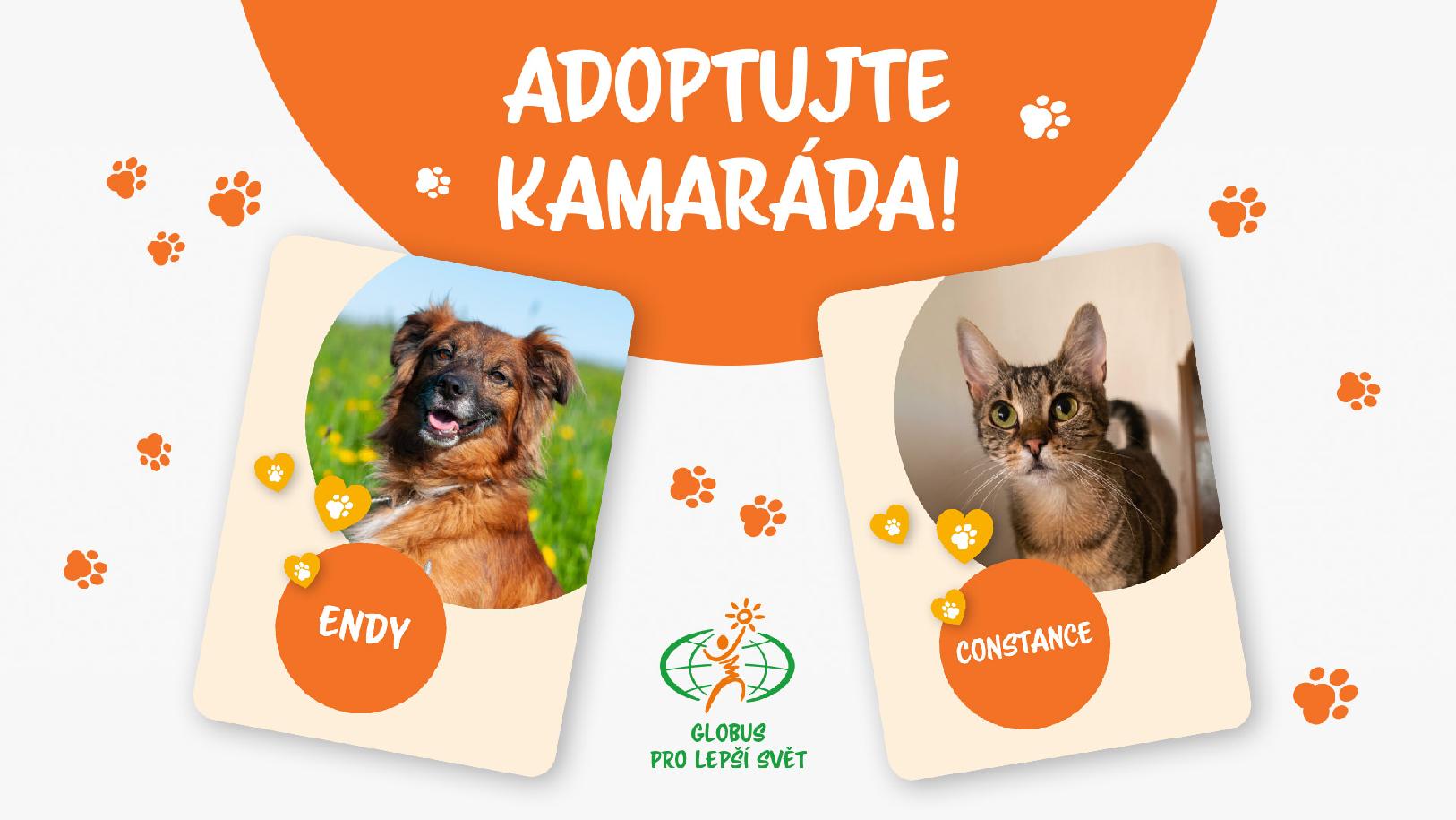 adoptujte.jpg