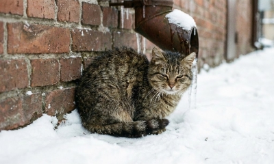 Náhled článku: Sláma místo deky: Jak správně pomoci toulavým kočkám přežít mrazivé dny