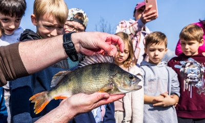 Náhled článku: Řeka Bílina v Mostě ožila stovkami nových ryb, s vysazováním pomohli prvňáčci