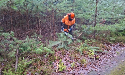 Náhled článku: Lesy v našem kraji se mění k lepšímu: Státní lesníci sází na přírodu a důslednou péči o mladé porosty