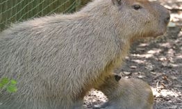 Náhled článku: Děčínská zoo hlásí babyboom: Narodil se největší hlodavec světa
