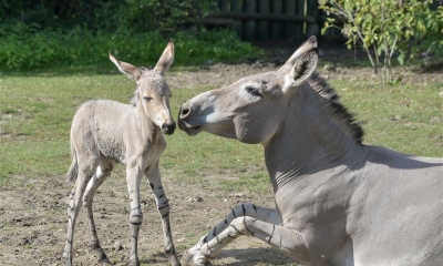 Náhled článku: V Zoo Ústí nad Labem se narodilo mládě kriticky ohroženého osla somálského