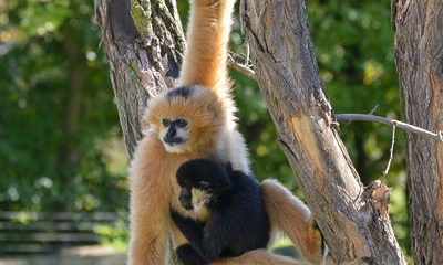 Náhled článku: Ústecká zoo má nový Les gibonů. Expozice spojuje krásu přírody s moderní péčí