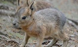 Náhled článku: Zoo Děčín zažívá zvířecí babyboom. Návštěvníci mohou obdivovat desítky mláďat
