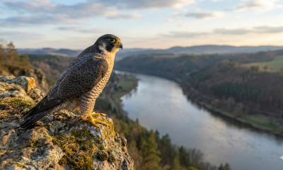 Náhled článku: Sokoli Karel a Míra bojují v Lounech s přemnoženými holuby. Dravci se ve městě úspěšně zabydleli