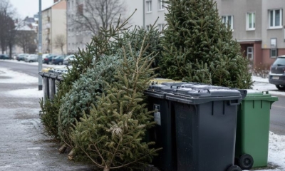 Náhled článku: Vánoce končí, začíná úklid: Ústí nad Labem zveřejnilo harmonogram svozu stromků