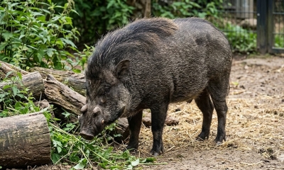 Náhled článku: V děčínské zoologické zahradě se po čtrnácti letech narodila vzácná prasata visajanská