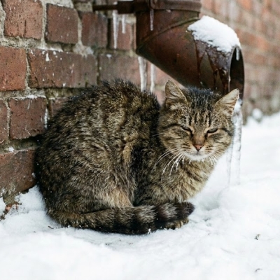 Náhled článku mobil: Sláma místo deky: Jak správně pomoci toulavým kočkám přežít mrazivé dny