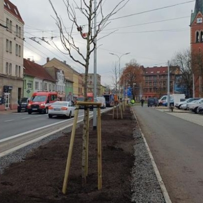 Náhled článku mobil: Teplice sází na budoucnost: Podzimní výsadba přinese do ulic a parků 139 nových stromů