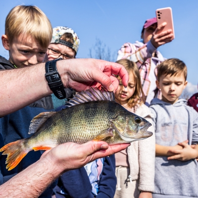 Náhled článku mobil: Řeka Bílina v Mostě ožila stovkami nových ryb, s vysazováním pomohli prvňáčci