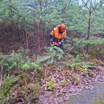 Náhled článku mobil: Lesy v našem kraji se mění k lepšímu: Státní lesníci sází na přírodu a důslednou péči o mladé porosty
