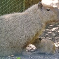 Náhled článku mobil: Děčínská zoo hlásí babyboom: Narodil se největší hlodavec světa