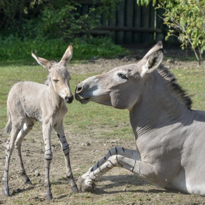 Náhled článku mobil: V Zoo Ústí nad Labem se narodilo mládě kriticky ohroženého osla somálského