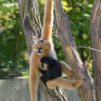 Náhled článku mobil: Ústecká zoo má nový Les gibonů. Expozice spojuje krásu přírody s moderní péčí