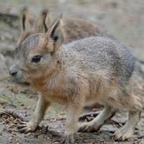 Náhled článku mobil: Zoo Děčín zažívá zvířecí babyboom. Návštěvníci mohou obdivovat desítky mláďat