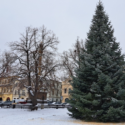 Náhled článku mobil: Litoměřice už mají vánoční strom. Dvanáctimetrovou jedli nyní čeká zdobení, rozsvítí se v neděli