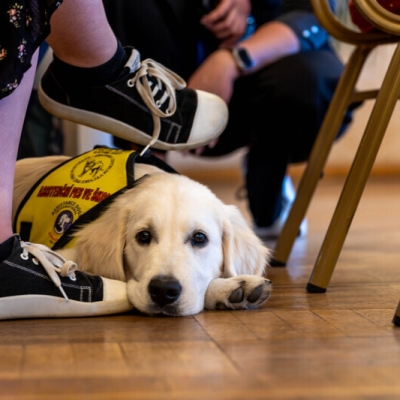 Náhled článku mobil: Čas na ocenění psích hrdinů se krátí, nominace do ankety Statečné psí srdce končí v dubnu
